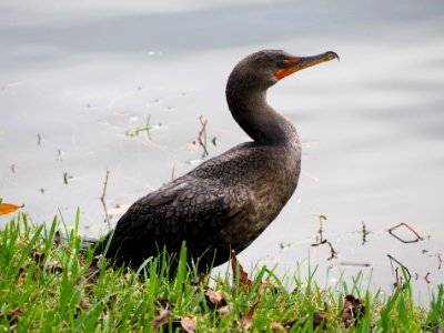 Double-crested Cormorant (Phalacrocorax auritus) Florida