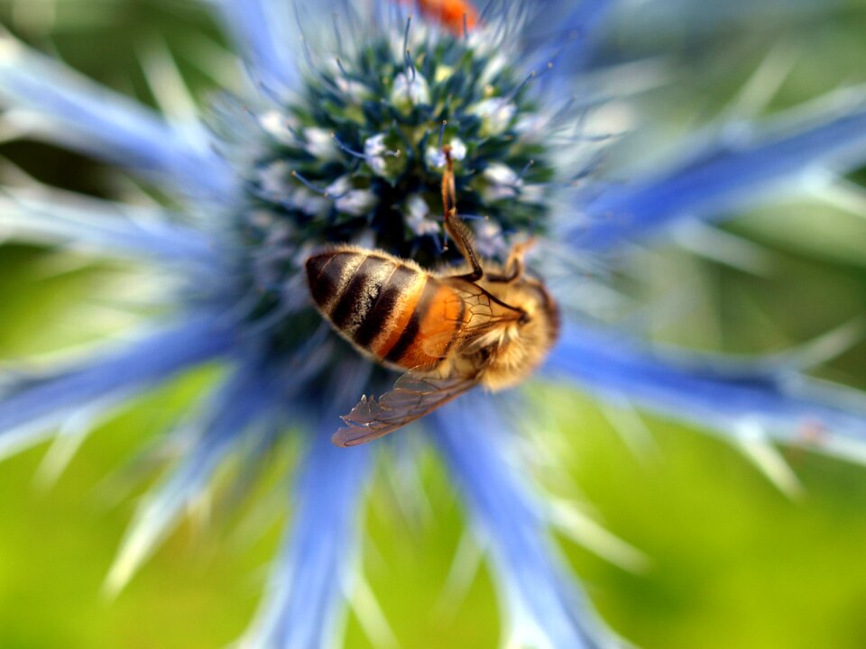 Flower insect fly photo