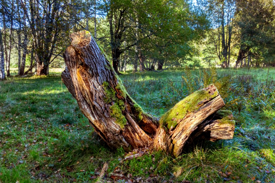 Double treestump in Gullmarsskogen