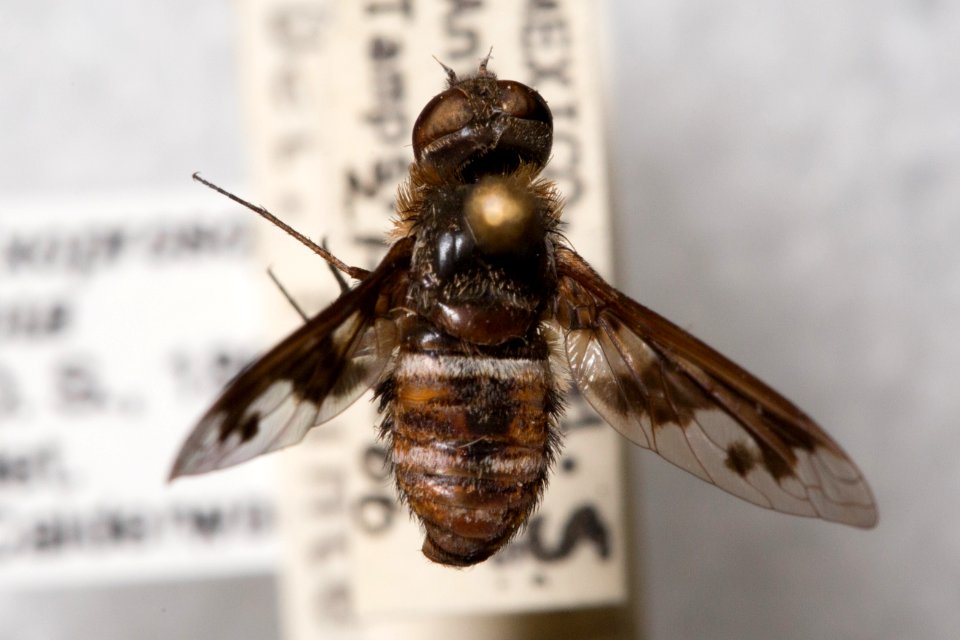 Dorsal view of Exoprosopa iota specimen, CAS Entomology