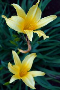 Yellow flower nature garden photo