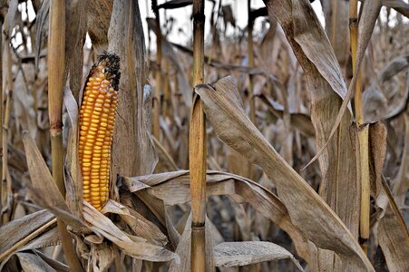 Farm straw old corn