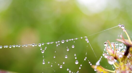 Dew rain drops green web
