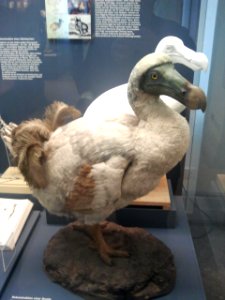 Dodo (Replika)