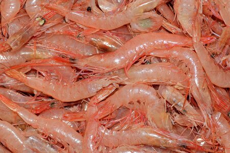 Crustaceans fresh fish market