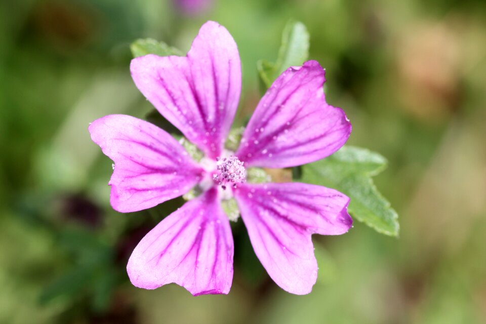 Plant nature flower purple