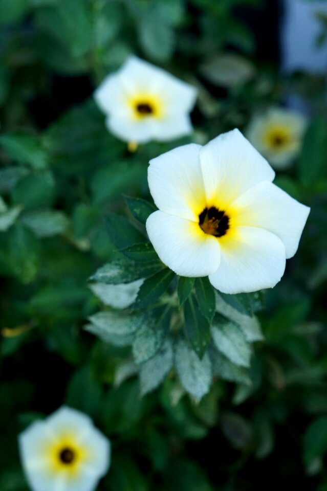 Flowers spring nature