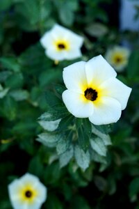 Flowers spring nature