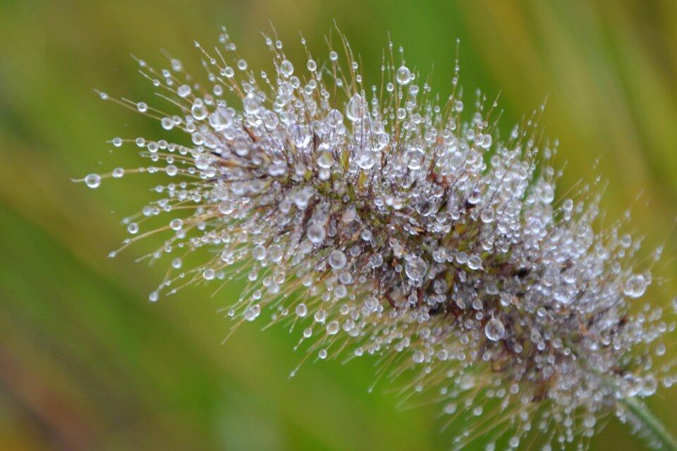 Decorative garden water droplets