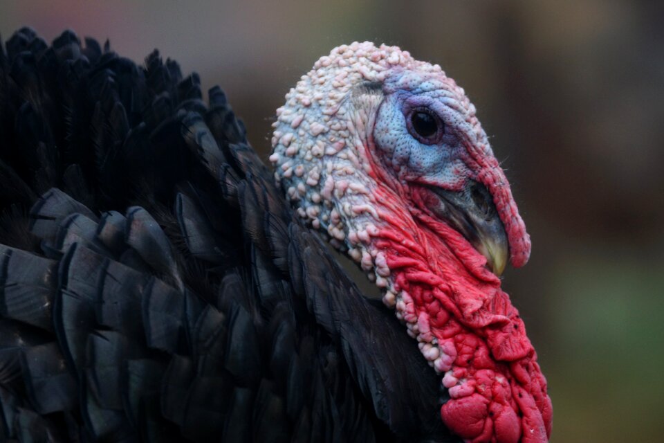 Animal portrait turkey