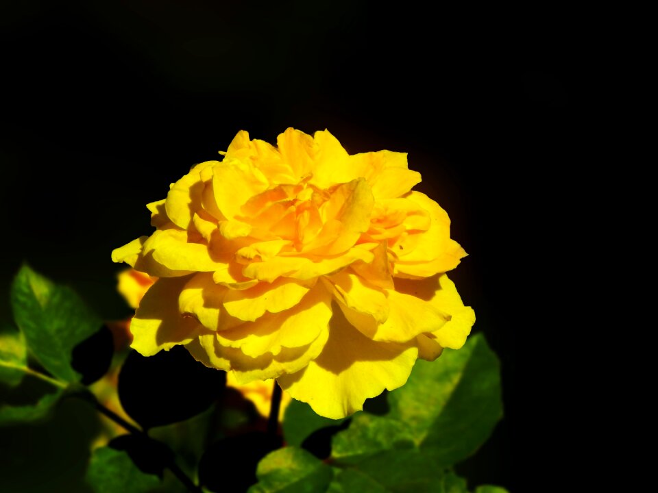 Rosa yellow petals