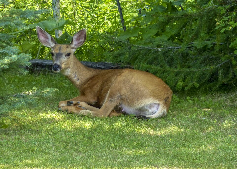 Wild nature wildlife
