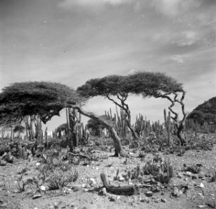 Dividivi- of watapana-bomen op Aruba, Bestanddeelnr 252-7974