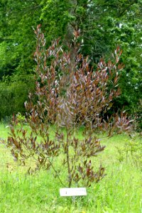 Dodonaea viscosa 'Purpurea' - Glendurgan Garden - Cornwall, England - DSC01993