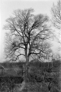 Diverse loofbomen, Voorsterdijk, salix alba var vitellina, Bestanddeelnr 170-0909