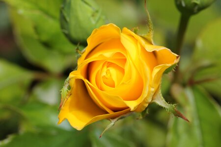 Flower garden wild rose