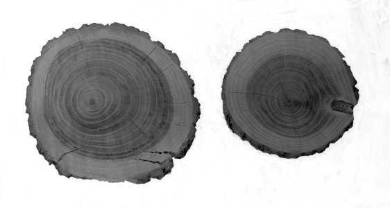 Diverse loofbomen, acacia, kernhoutvorming, Bestanddeelnr 164-0933