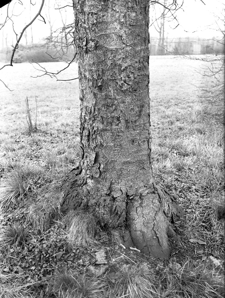 Diverse loofbomen, kastelen, Aesculus Flava, Amstenrade, Viscum Alba, Bestanddeelnr 164-0909