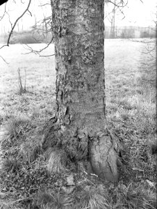 Diverse loofbomen, kastelen, Aesculus Flava, Amstenrade, Viscum Alba, Bestanddeelnr 164-0909