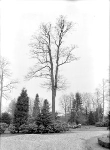 Diverse loofbomen, elzen, zwarte, alnus glutinosa, Bestanddeelnr 164-0940