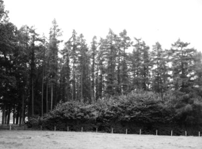 Diverse loofbomen , lorken, eiken, de pol, Bestanddeelnr 192-0856