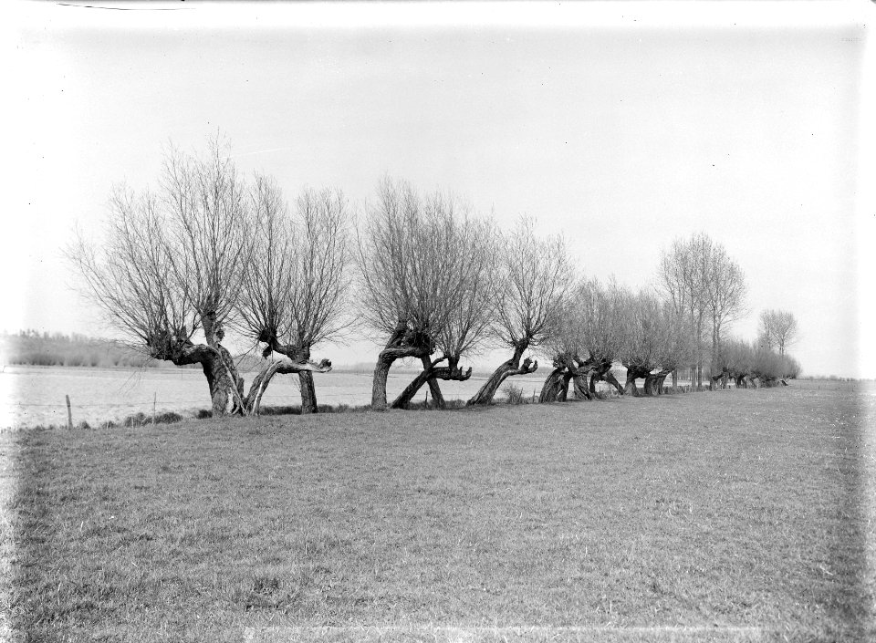 Diverse loofbomen, knotwilgen, uiterwaarden, Bestanddeelnr 164-0941