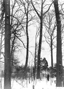 Diverse loofbomen , platanen, Oud Zevenaar, Bestanddeelnr 192-0884