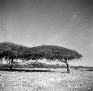 Dividivi- of watapana-bomen op Aruba, Bestanddeelnr 252-7972