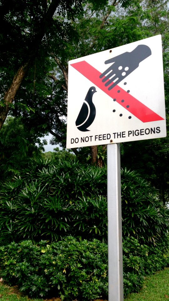 Do not feed the pigeons