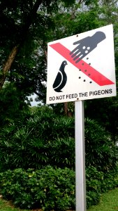 Do not feed the pigeons