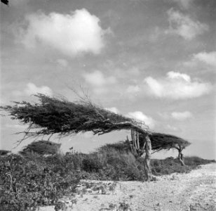 Dividivi- of watapana-bomen op Aruba, Bestanddeelnr 252-7973