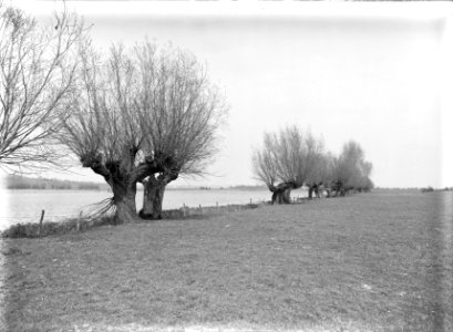 Diverse loofbomen, knotwilgen, uiterwaarden, Bestanddeelnr 164-0942