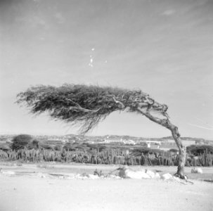 Divi-diviboom op Aruba bij Santa Cruz, Bestanddeelnr 252-1673