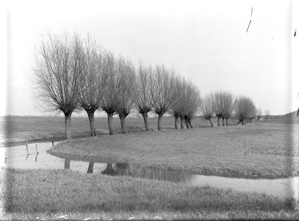 Diverse loofbomen, knotwilgen, uiterwaarden, Bestanddeelnr 164-0943