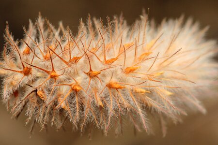 Spring willow catkin willow catkins
