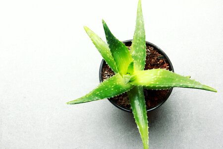 Growth aloe vera plant