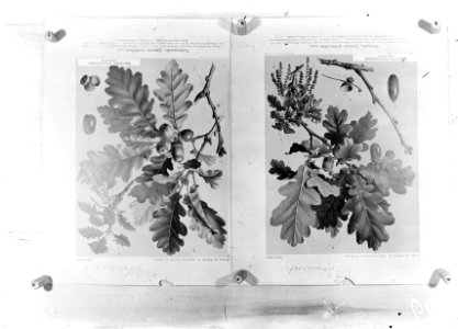 Diverse loofbomen, quercus sessiliflora, quercus robur, Bestanddeelnr 253-6972
