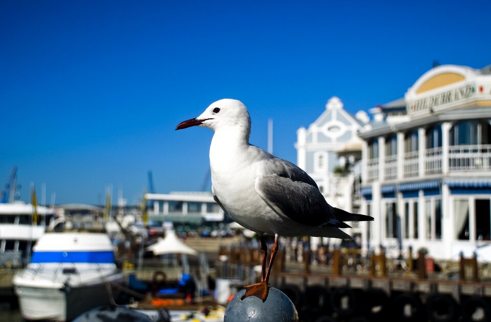 White beak nature