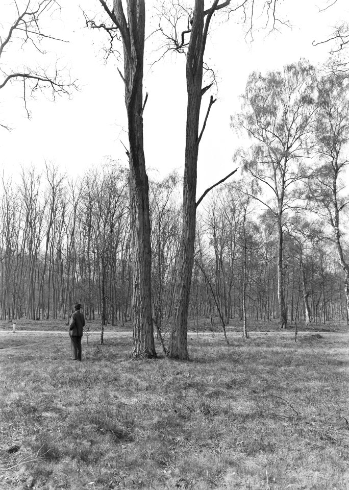 Diverse loofbomen , acacia, Hoog Keppel, Bestanddeelnr 192-1315