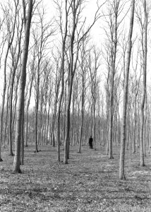 Diverse loofbomen , acacia, Hoog Keppel, Bestanddeelnr 192-1316
