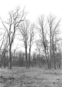 Diverse loofbomen, acacia, Hoog Keppel, Bestanddeelnr 164-0929