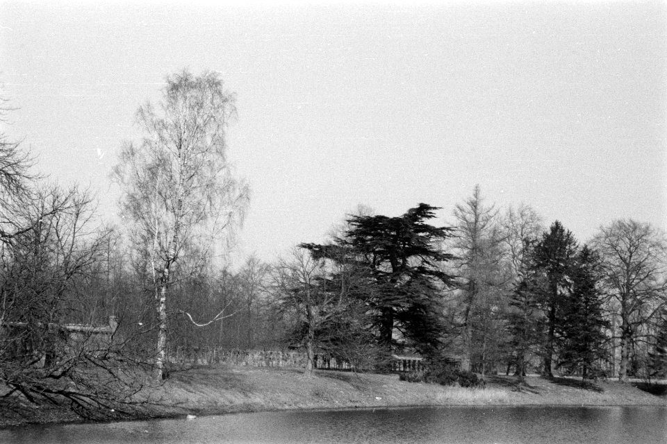 Diverse naaldsoorten, landgoederen, de lathmer, cedrus atlantica, Bestanddeelnr 170-0912