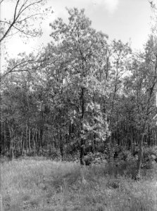 Diverse loofbomen, acacia, bloeiend, Bestanddeelnr 164-0931