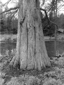 Diverse naaldsoorten, taxodium distichum, Bestanddeelnr 166-0065