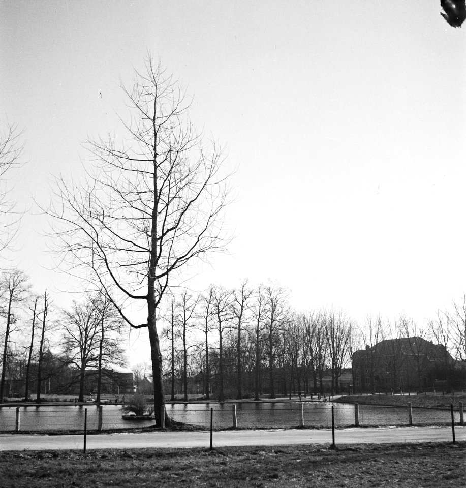 Diverse loofbomen, wintertooi, acer saccharinum, Bestanddeelnr 164-0895