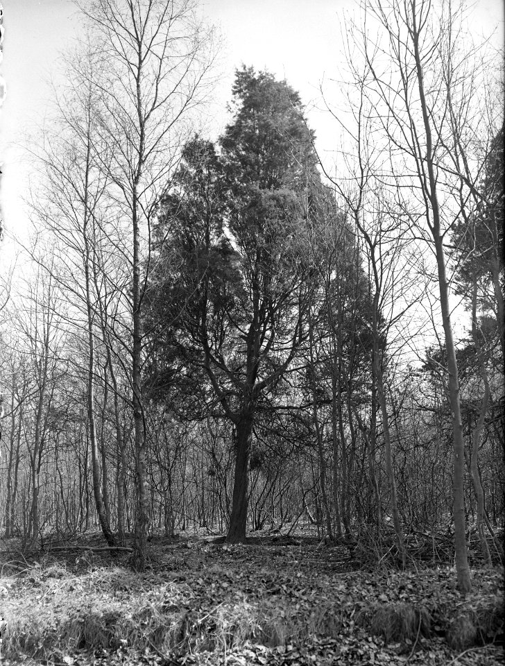 Diverse naaldsoorten, jeneverbes, Laren, Bestanddeelnr 166-0052