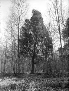 Diverse naaldsoorten, jeneverbes, Laren, Bestanddeelnr 166-0052