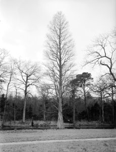 Diverse naaldsoorten, taxodium distichum, Bestanddeelnr 166-0064