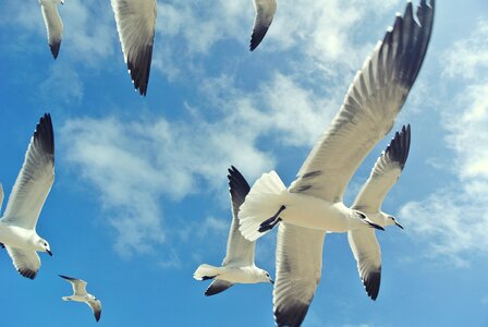 Flock of birds flying seagulls photo