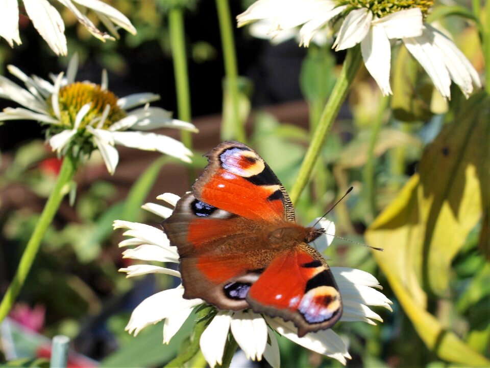 Butterfly flower insect